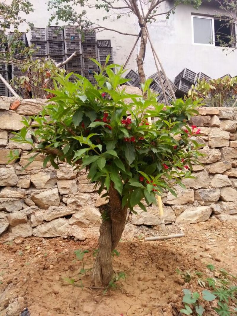 锦带80~100cm