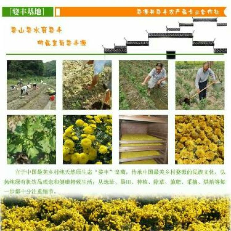 皇菊茶四级