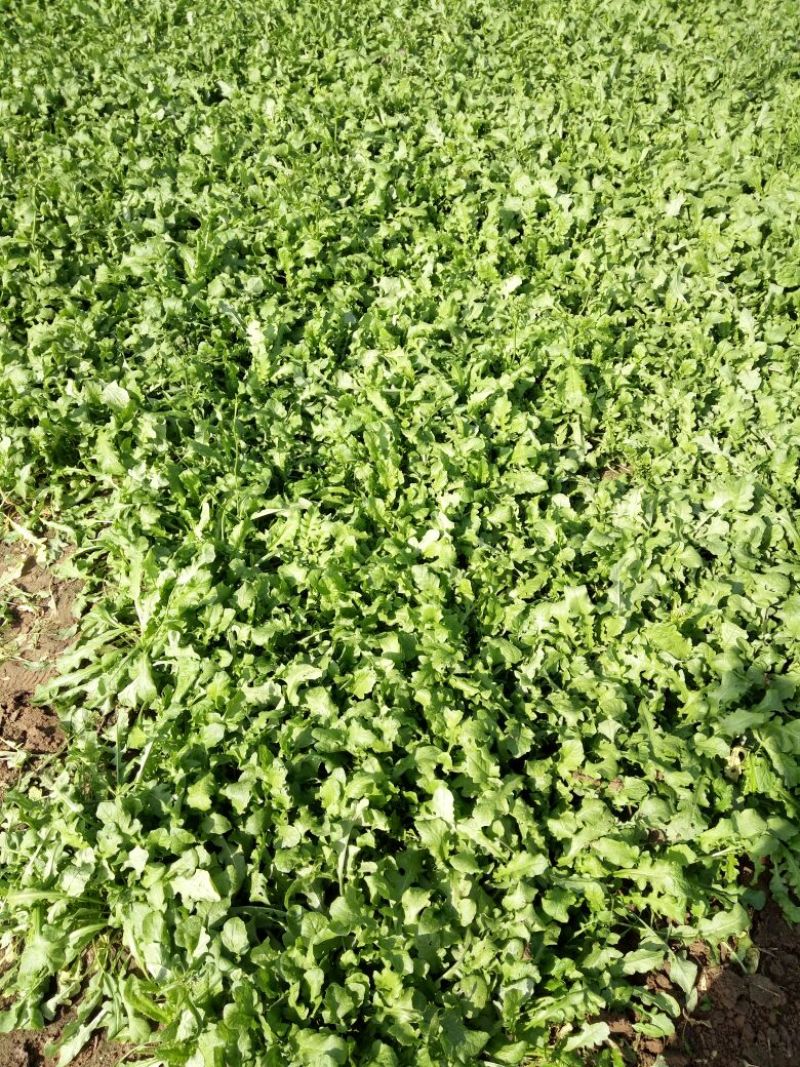 荠菜10cm以上