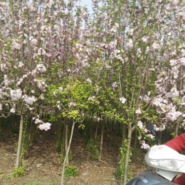 樱花4cm以下