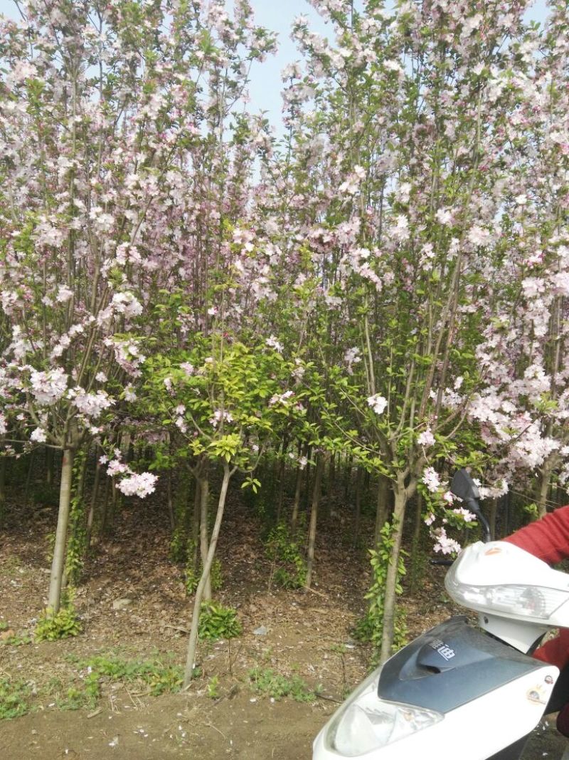 樱花4cm以下