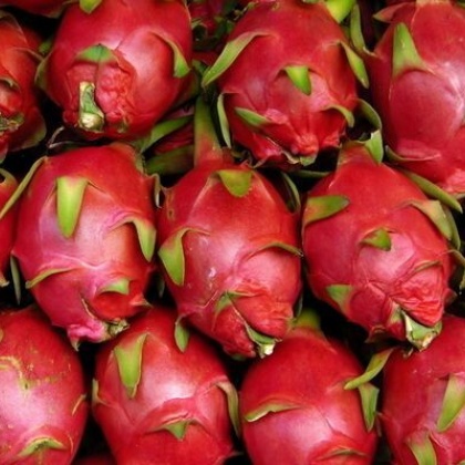 红心火龙果贵州黔南州罗甸县_批发_供应-一亩