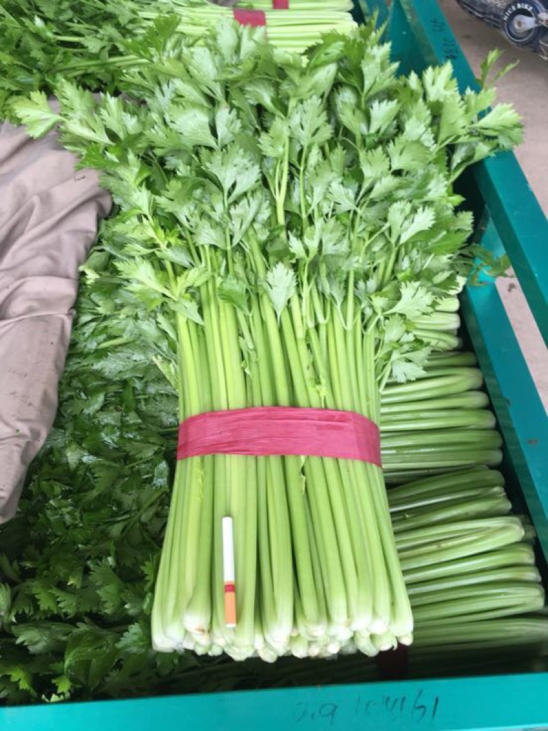 西芹50cm以上！大量上市长期合作要量大私聊支持发货