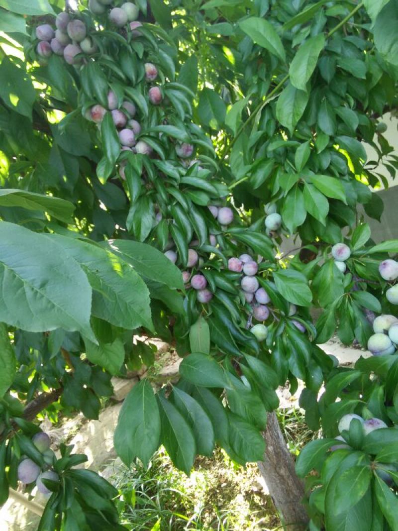 脆红李子树苗50~100cm