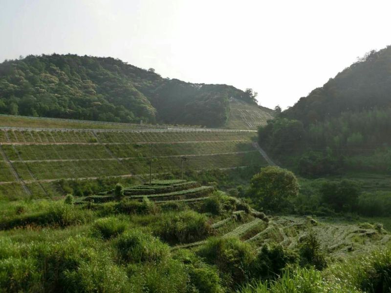观音茶一级