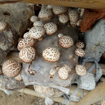 花菇3cm以上