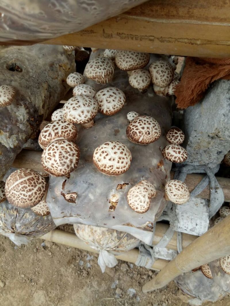 花菇3cm以上