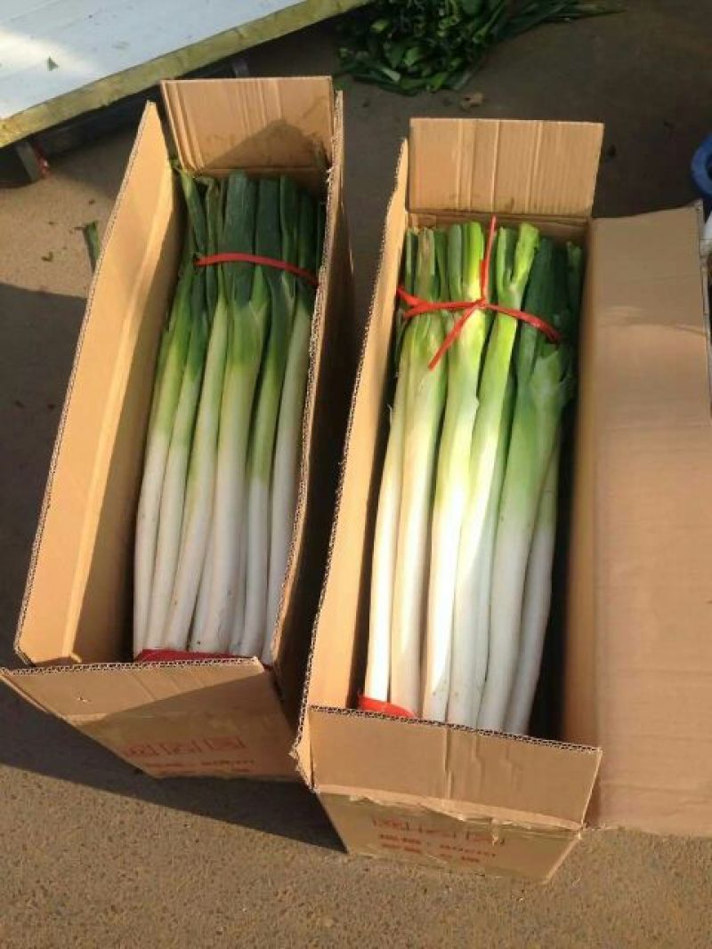 章丘大葱