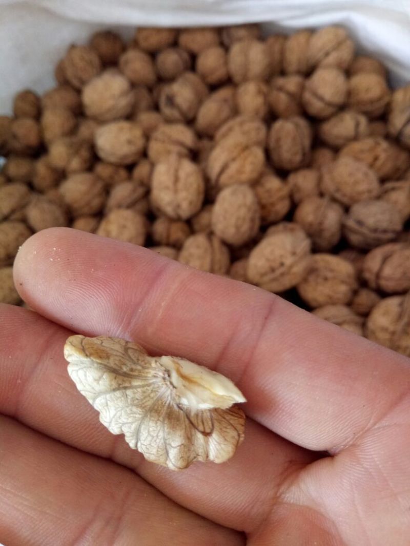 核桃30mm以上去皮干
