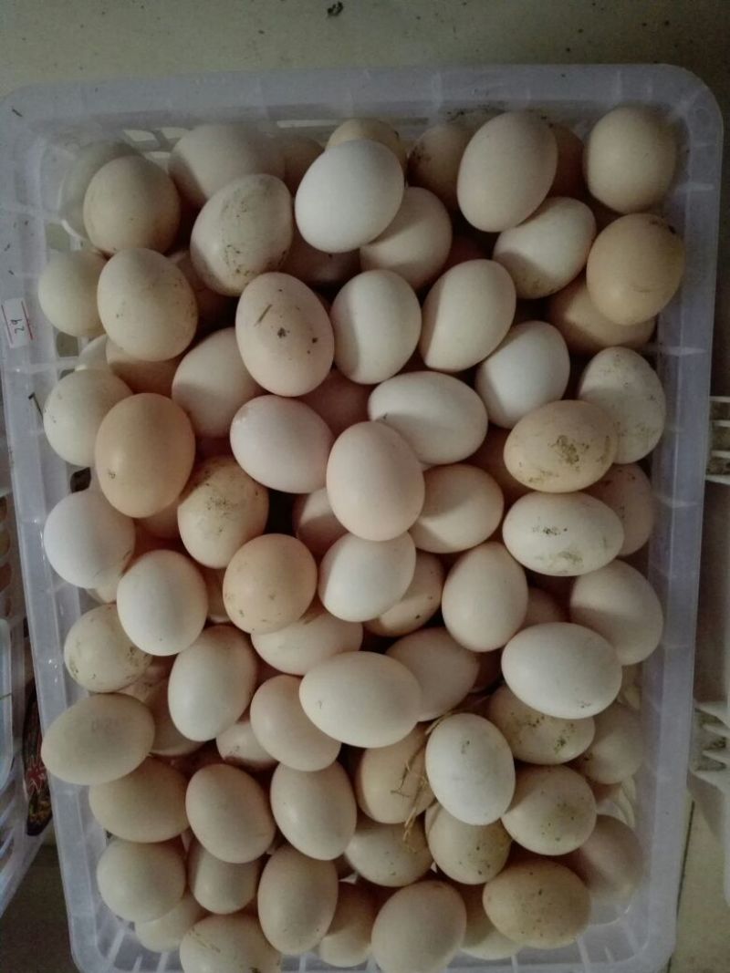 土鸡蛋食用40~50g