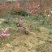 梅花树80~100cm
