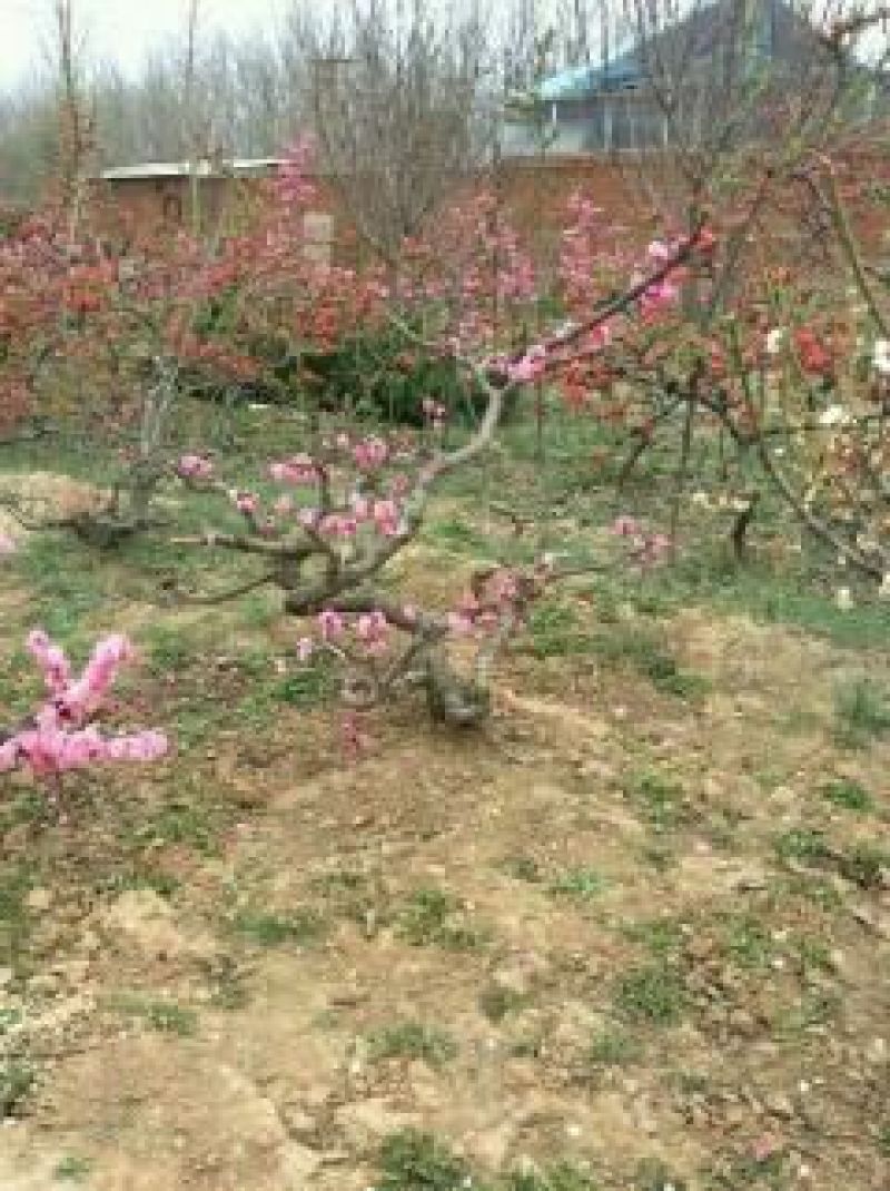 梅花树80~100cm