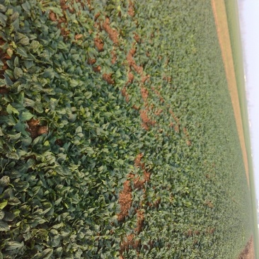 黑叶菠菜15~20厘米