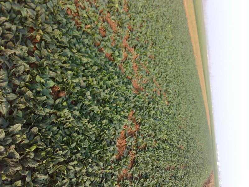 黑叶菠菜15~20厘米
