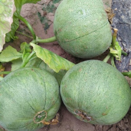 绿宝甜瓜河南周口淮阳县_批发_供应-一亩田农