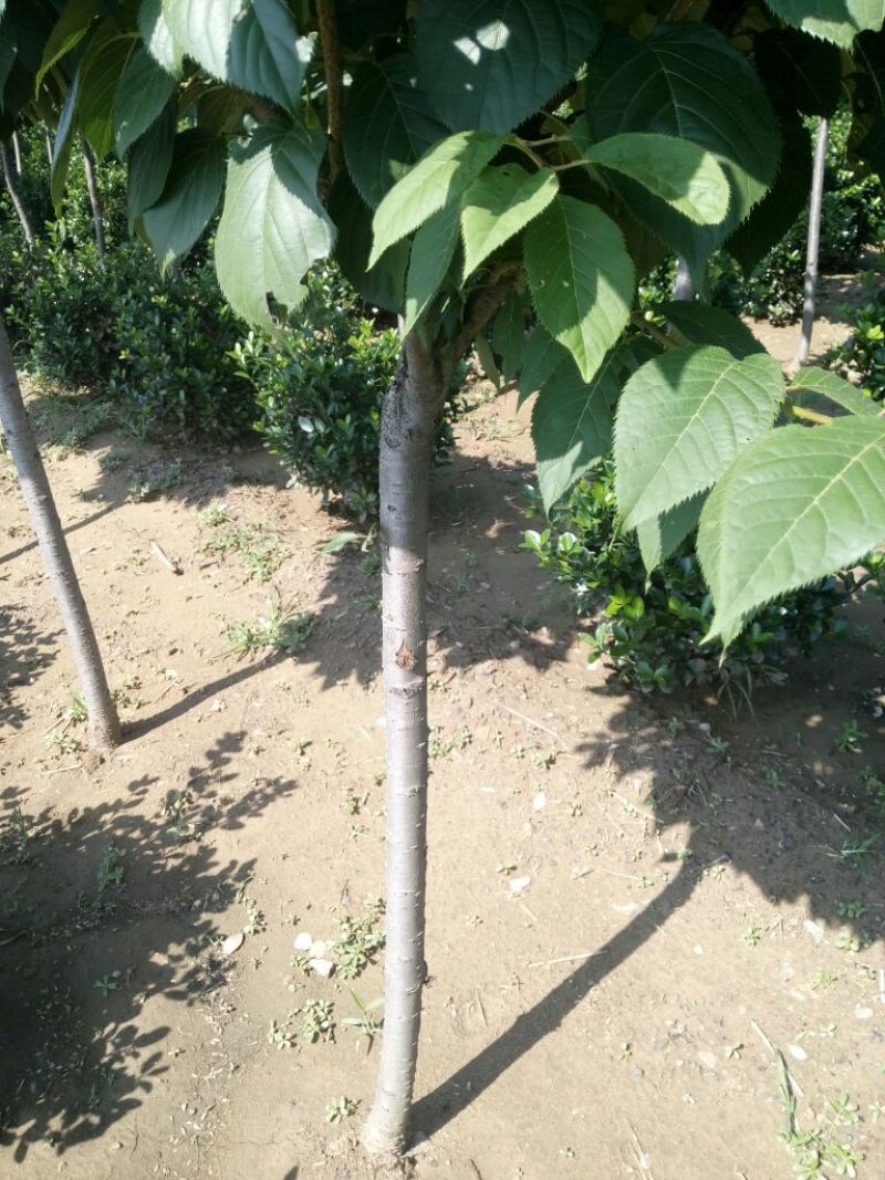 大叶冬青苗50~60cm