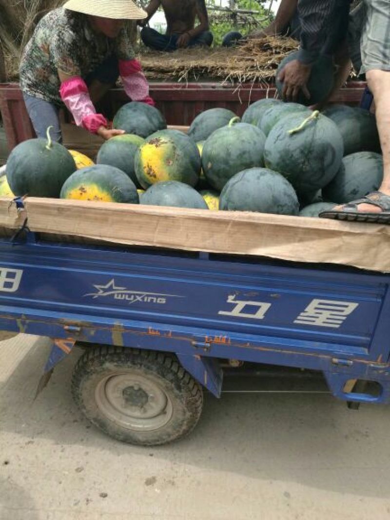 湖北荆州松滋黑皮无籽西瓜8斤打底9成熟1茬洞庭一号