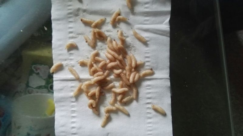 蝇蛆活蛆