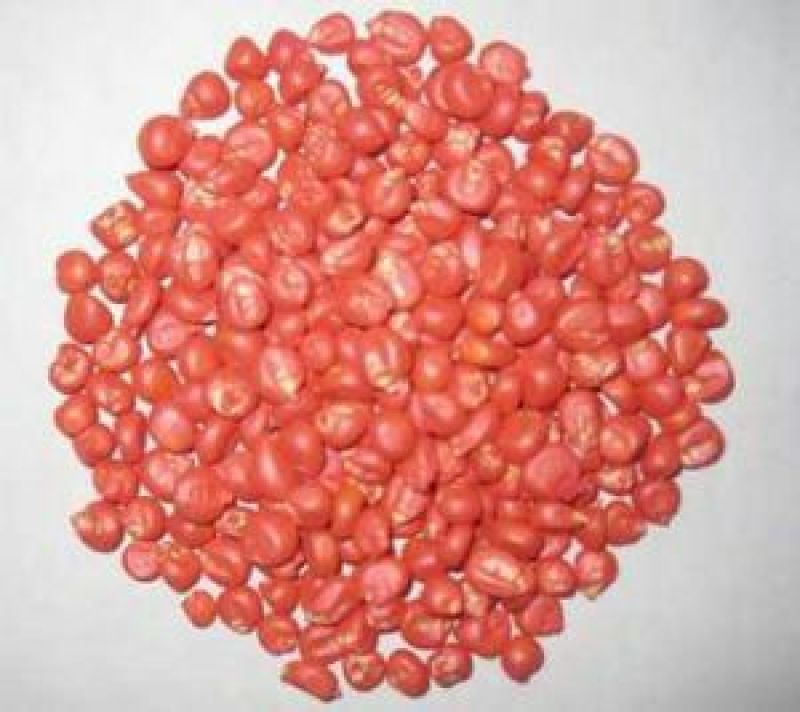 玉米种子85%