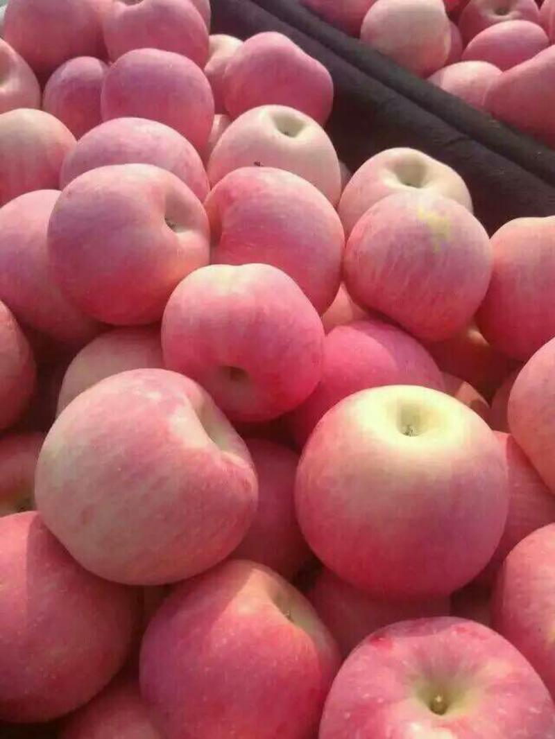 红富士苹果大量上市，欢迎各地老板前来选购