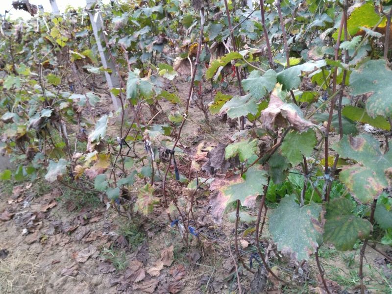 葡萄苗1年30~50cm