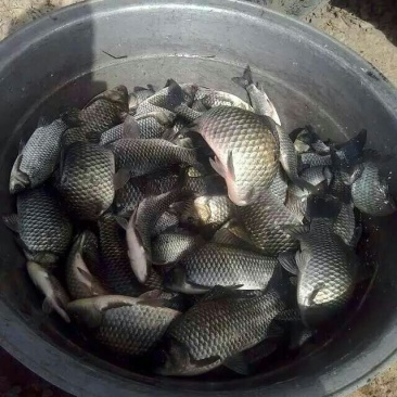 白鲫