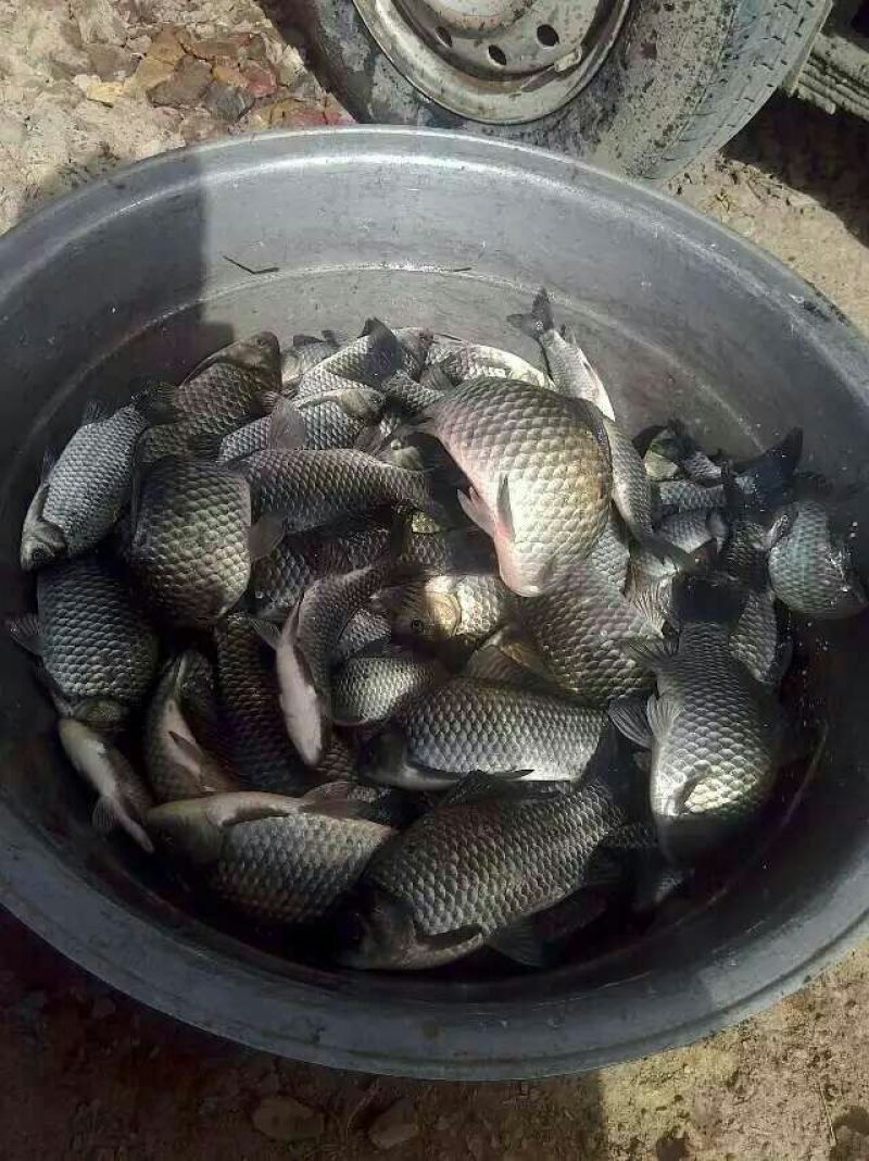 白鲫