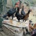 斗鸡苗1斤以上