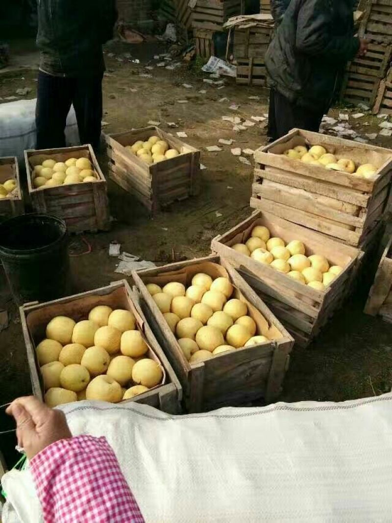 砀山梨300~350g光果