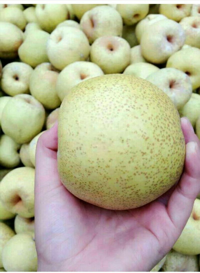 砀山梨