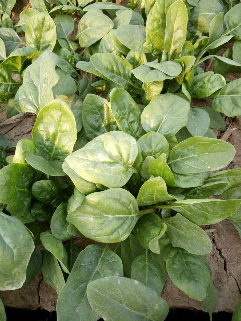 菠菜10~15厘米