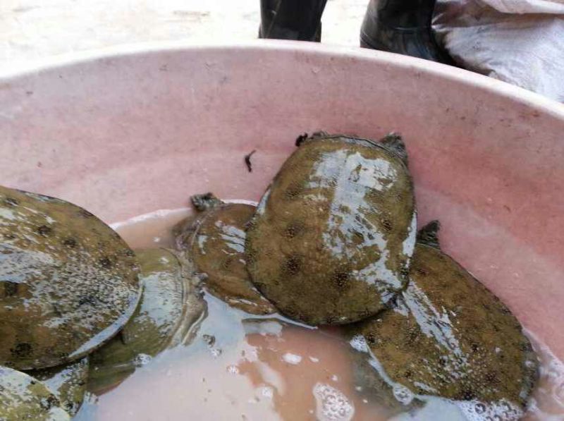 生态甲鱼
