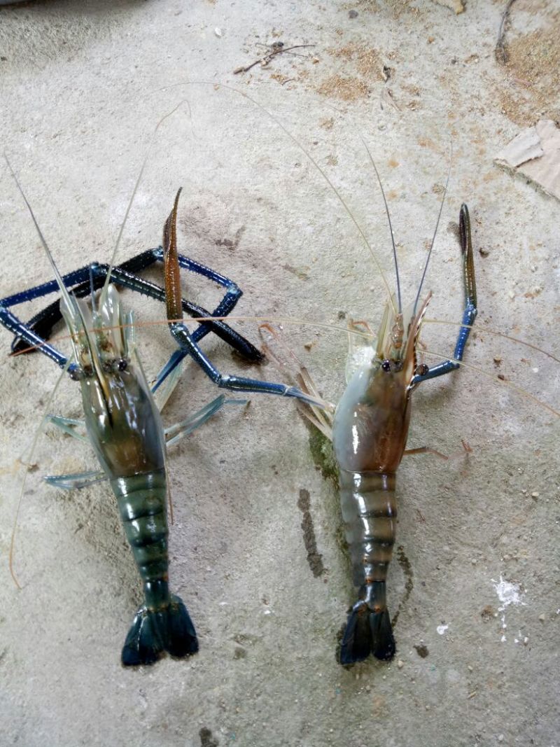 沼虾