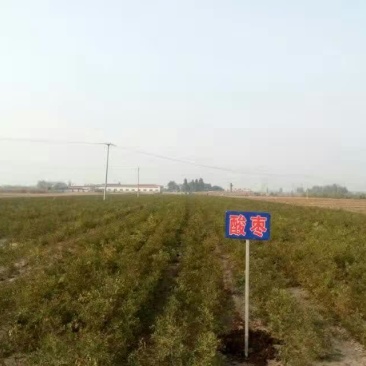 枣树苗80~110cm