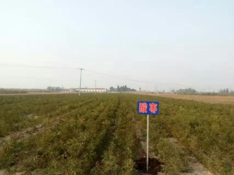 枣树苗80~110cm