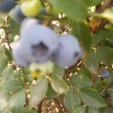 蓝莓12~14mm以上