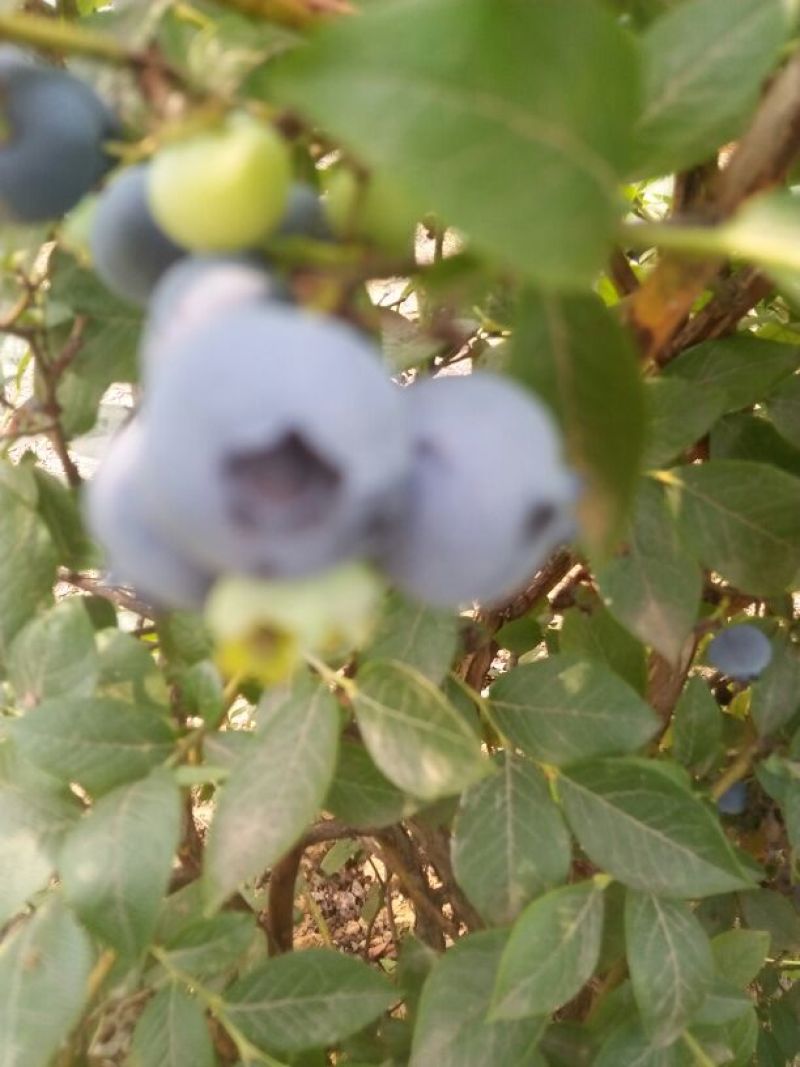 蓝莓12~14mm以上