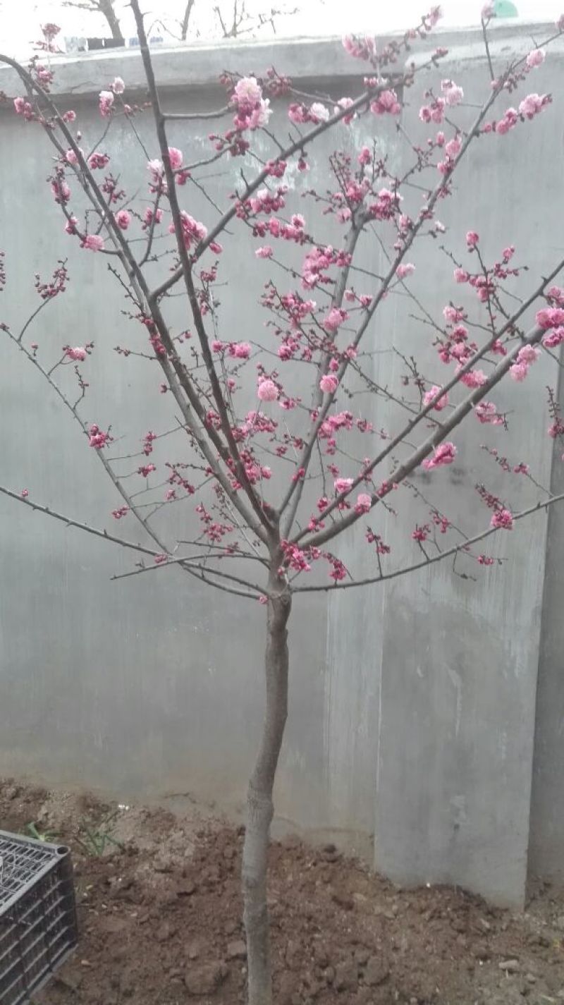 大叶女贞