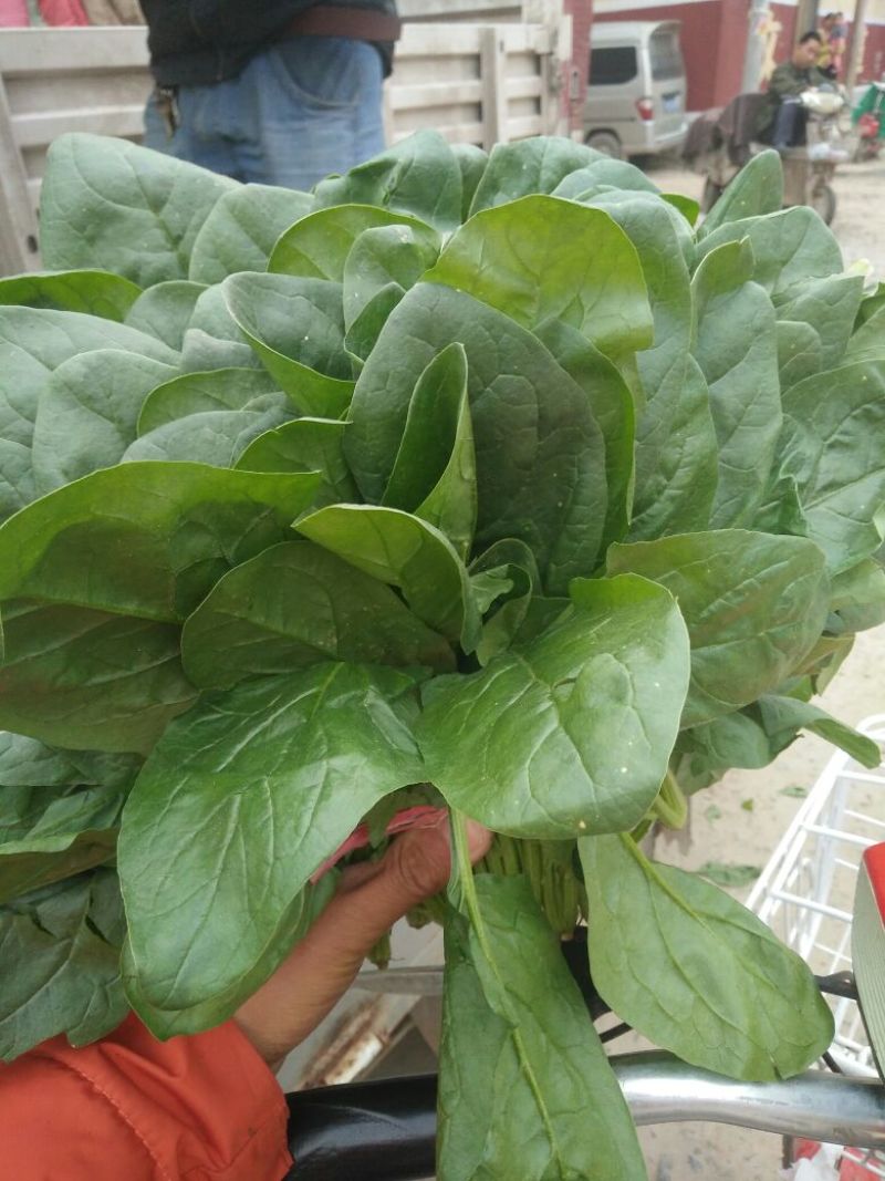 菠菜20~25厘米