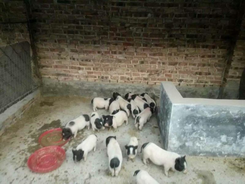 香猪