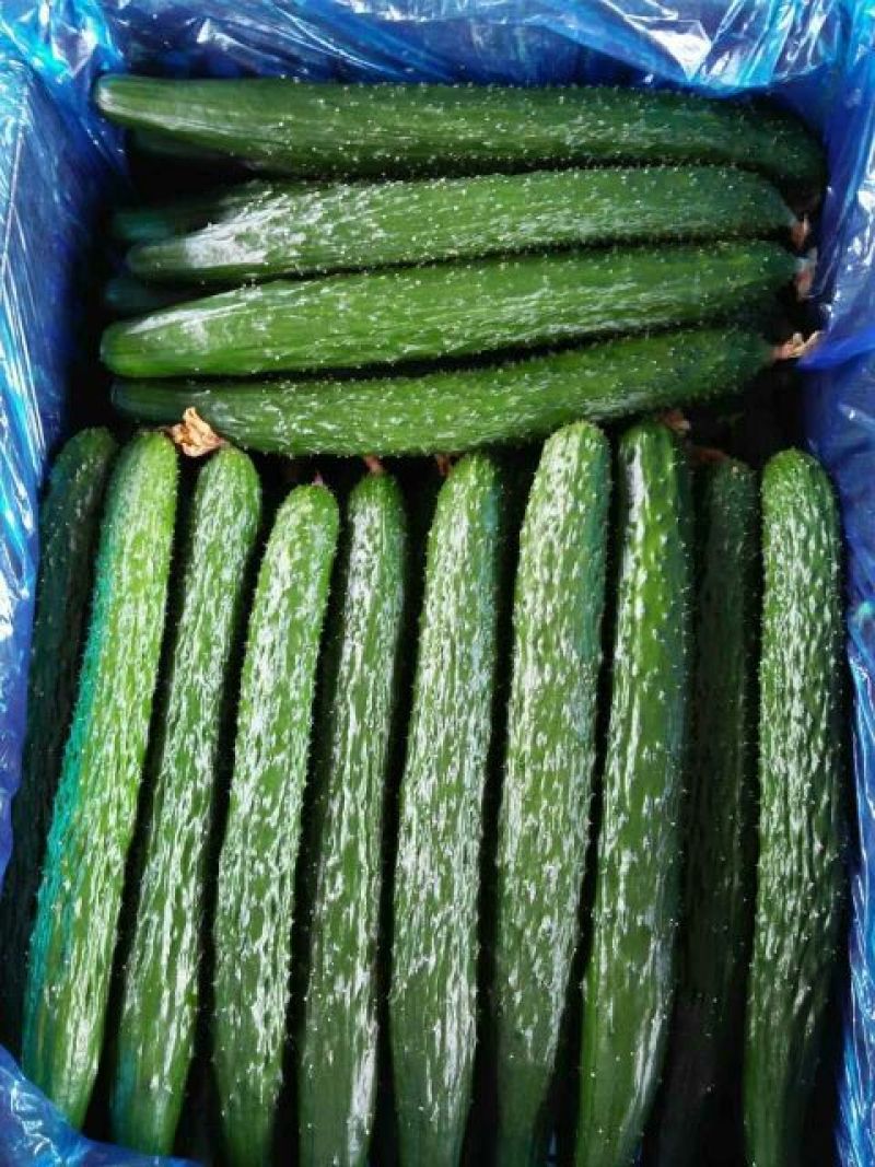 刺黄瓜22~25公分鲜花带刺，诚信瓜果蔬菜供应链供应