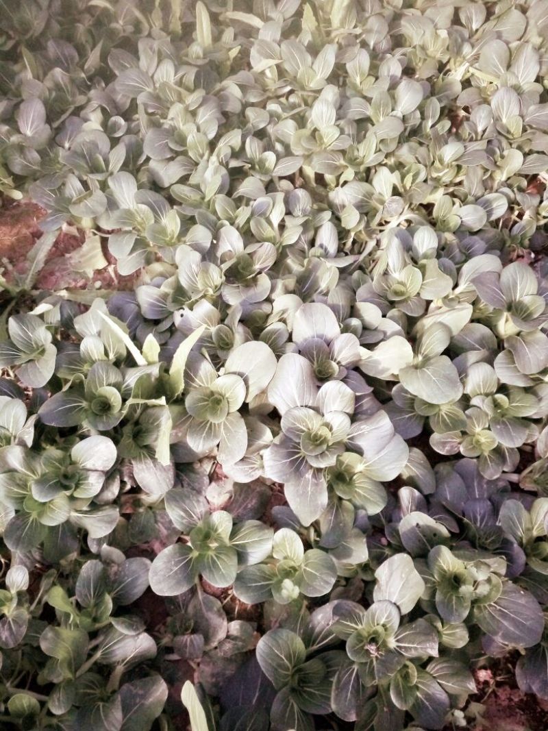 黑叶菠菜10~15厘米