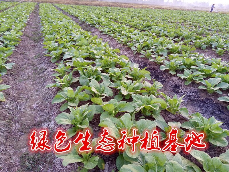 白菜苔15~20厘米可视频，现场看货