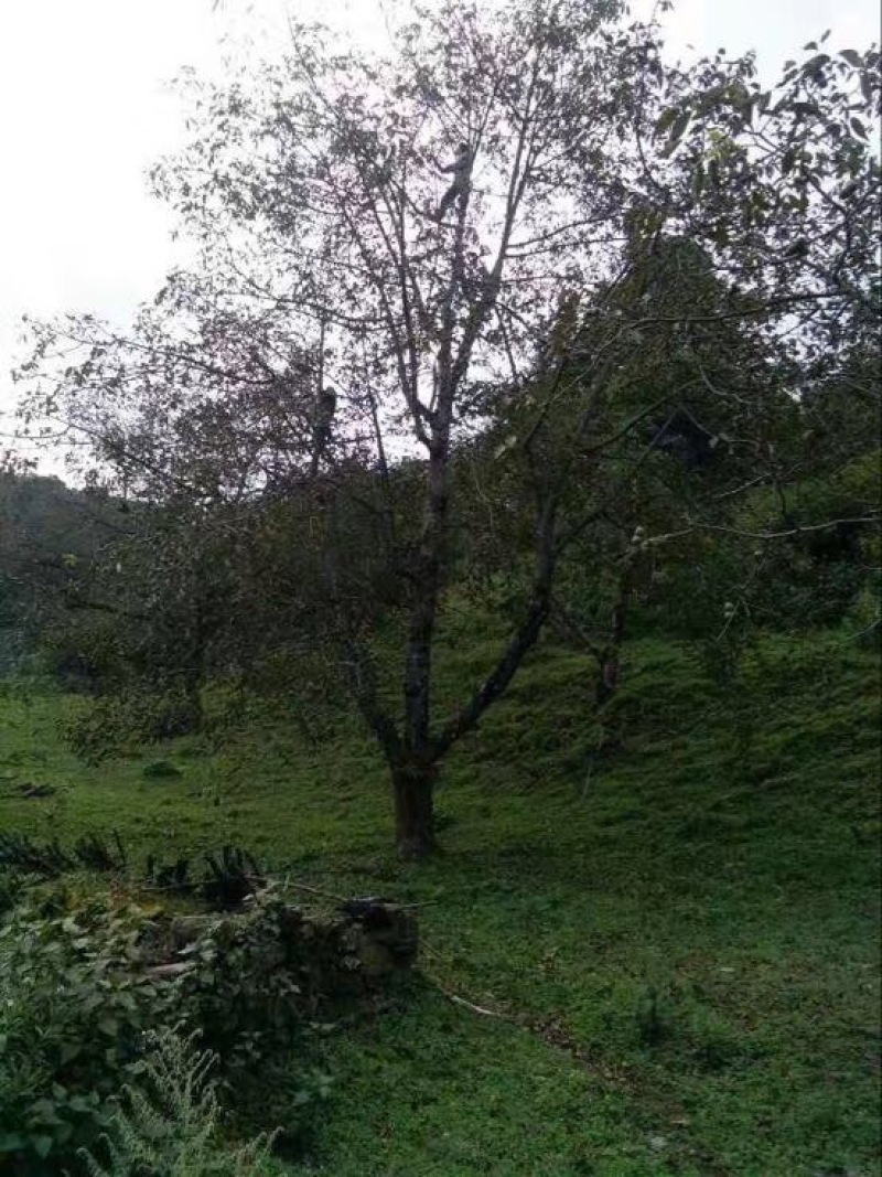 野生核桃