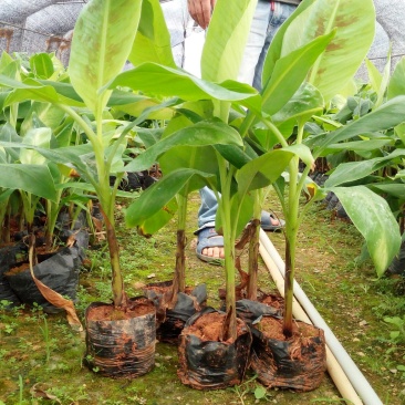 香蕉苗威廉斯B6香蕉苗