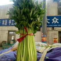 芹菜50cm以上