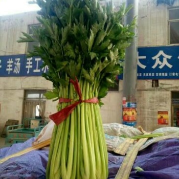 芹菜50cm以上