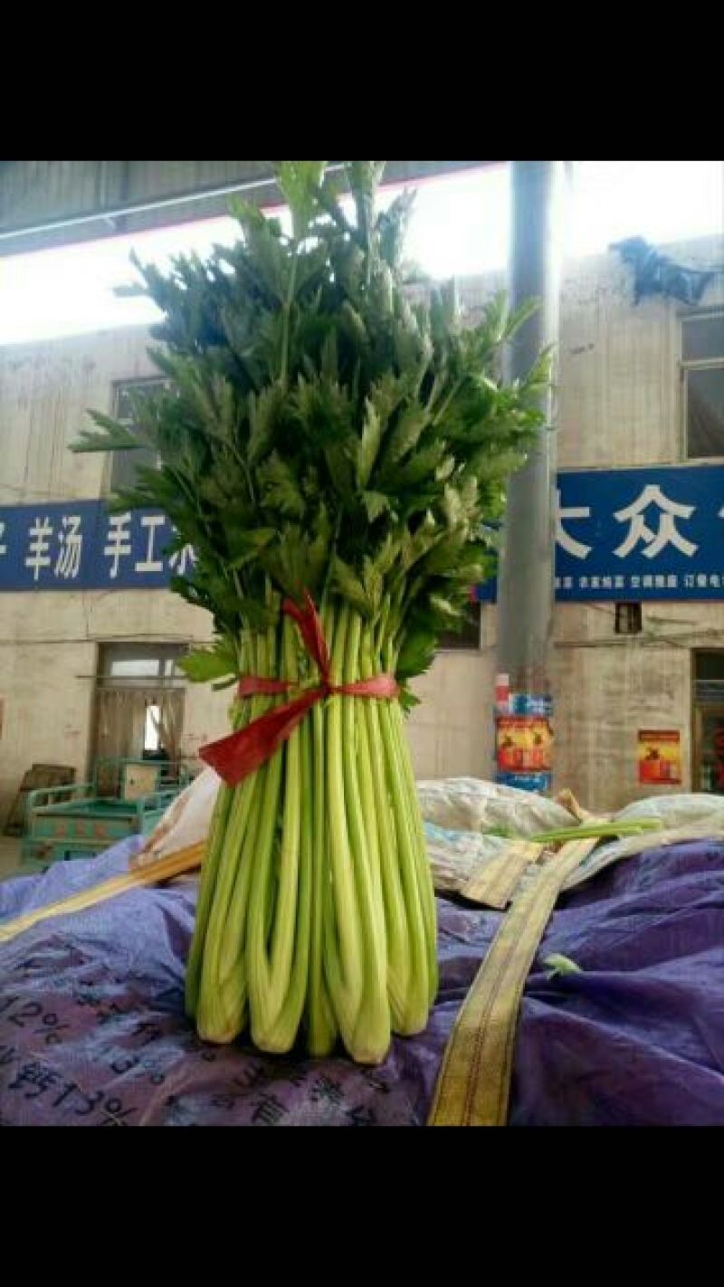 芹菜50cm以上