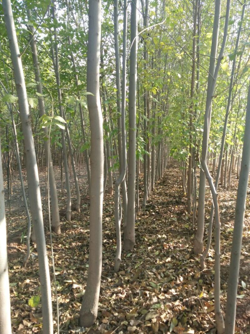 速生白蜡6~8cm10~12cm