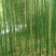 雷竹6~7m